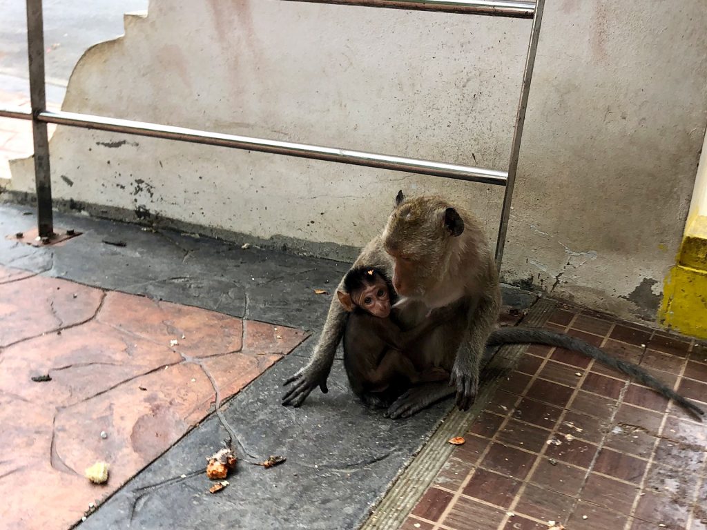 Beim Affentempel in Prachuap Khiri Khan, Thailand